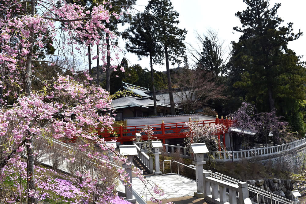 多種多様な桜が咲きます。写真は枝垂れ桜。